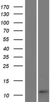 ls152118 linc02877 human over expression lysates nm 001101337 wb testing 1