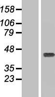ls152137 ccdc50 human over expression lysates nm 174908 wb testing 1
