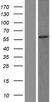 ls152137 ccdc50 human over expression lysates nm 178335 wb testing 2