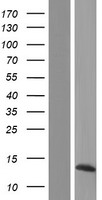 PYDC2 Human Over-expression Lysates NM_001083308