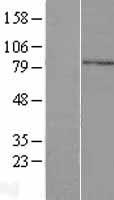 ls152206 ccdc13 human over expression lysates nm 144719 wb testing 1