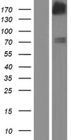 ls152273 fgd5 human over expression lysates nm 152536 wb testing 1