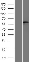 TEX55 Human Over-expression Lysates NM_152539