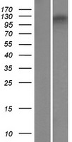 ls152485 znf827 human over expression lysates nm 178835 wb testing 1