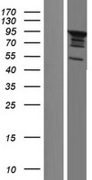 SH3D19 Human Over-expression Lysates NM_001009555