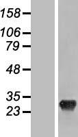 ls152573 shisa3 human over expression lysates nm 001080505 wb testing 1