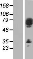 ls152579 scfd2 human over expression lysates nm 152540 wb testing 1