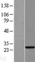 ls152815 thap6 human over expression lysates nm 144721 wb testing 1