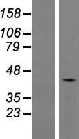 FAM53A Human Over-expression Lysates NM_001013622