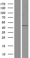 FAM53A Human Over-expression Lysates NM_001174070