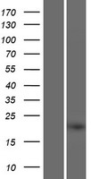 C4orf45 Human Over-expression Lysates NM_152543