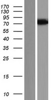 CREBRF Human Over-expression Lysates NM_001168393
