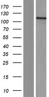 CEP120 Human Over-expression Lysates NM_153223