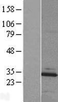 ls153364 mblac2 human over expression lysates nm 203406 wb testing 1