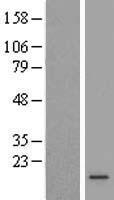 C5orf38 Human Over-expression Lysates NM_178569