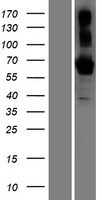 BTNL9 Human Over-expression Lysates NM_152547