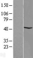 ls153643 fam81b human over expression lysates nm 152548 wb testing 1