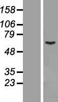 ls153733 ccdc112 human over expression lysates nm 152549 wb testing 1