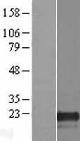 PLAC8L1 Human Over-expression Lysates NM_001029869