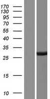 FAM164B (ZC2HC1B) Human Over-expression Lysates NM_001013623