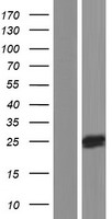 NKAIN2 Human Over-expression Lysates NM_001040214
