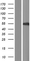 RUNDC3B Human Over-expression Lysates NM_001134405