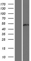 RUNDC3B Human Over-expression Lysates NM_138290
