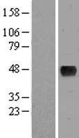 ls154743 bmt2 human over expression lysates nm 152556 wb testing 1