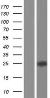CLEC2L Human Over-expression Lysates NM_001080511