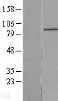 IQUB Human Over-expression Lysates NM_178827