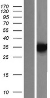 ls154881 kctd7 human over expression lysates nm 001167961 wb testing 2