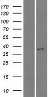 ls154881 kctd7 human over expression lysates nm 153033 wb testing 1