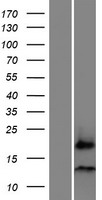 C7orf66 Human Over-expression Lysates NM_001024607