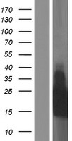 ls155006 tmem213 human over expression lysates nm 001085429 wb testing 1