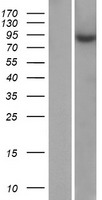 ZNF425 Human Over-expression Lysates NM_001001661