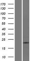 ATP6V0E2 Human Over-expression Lysates NM_001100592