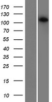 ls157313 cdca2 human over expression lysates nm 152562 wb testing 1