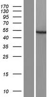 VPS13B Human Over-expression Lysates NM_181661