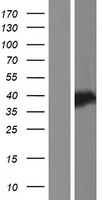 C8orf48 Human Over-expression Lysates NM_001007090