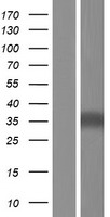 c8orf84 (SBSPON) Human Over-expression Lysates NM_153225