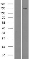 ls158056 mamdc4 human over expression lysates nm 206920 wb testing 1