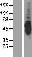 ls158067 c9orf98 ak8 human over expression lysates nm 152572 wb testing 1