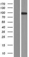 TTLL11 Human Over-expression Lysates NM_001139442