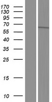 TTLL11 Human Over-expression Lysates NM_194252