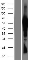 ls158219 ttc39b human over expression lysates nm 152574 wb testing 1