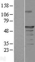 ls158297 fam154a saxo1 human over expression lysates nm 153707 wb testing 1