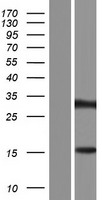 ls158399 znf483 human over expression lysates nm 001007169 wb testing 1