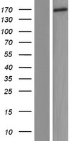ls158401 shoc1 human over expression lysates nm 173521 wb testing 1