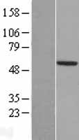 TSTD2 Human Over-expression Lysates NM_139246