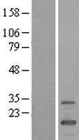 ls158521 fmr1nb human over expression lysates nm 152578 wb testing 1